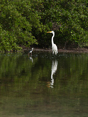 Image showing Great Egret