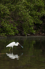 Image showing Heron