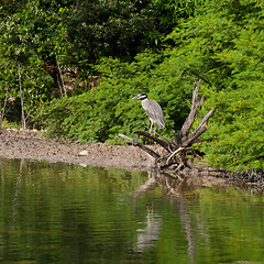 Image showing Yellow-crowned Night Heron