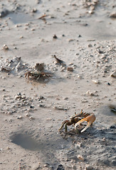 Image showing Crab protecting hole