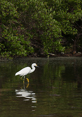 Image showing Heron