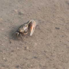 Image showing Crab