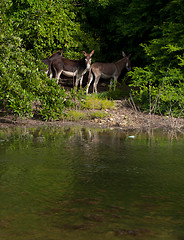 Image showing Donkeys