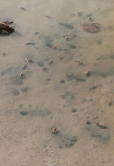 Image showing Crabs holes