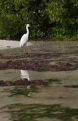 Image showing Heron