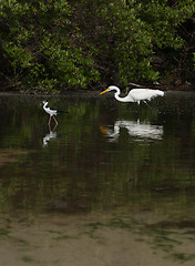 Image showing Great Egret and Black-necked Stilt