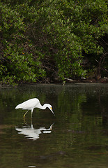 Image showing Heron