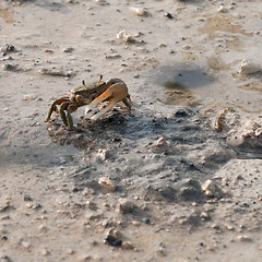 Image showing Crab