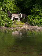 Image showing Donkeys