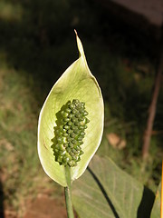 Image showing A Green Snake Flower