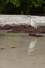 Image showing Heron