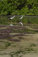 Image showing Black-necked Stilt