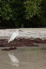 Image showing Heron