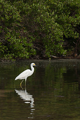 Image showing Heron