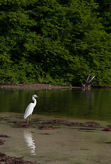 Image showing Heron