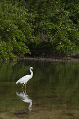 Image showing Heron