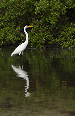 Image showing Great Egret