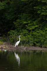 Image showing Great Egret