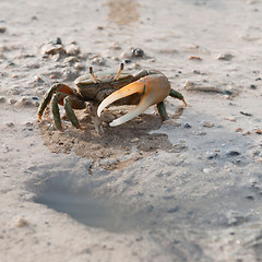 Image showing Crab protecting hole