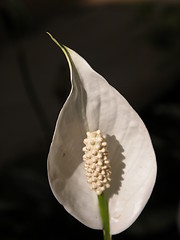 Image showing A White Snake Flower