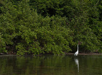 Image showing Great Egret