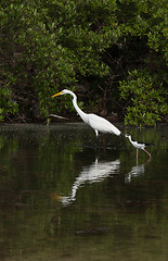 Image showing Great Egret and Black-necked Stilt