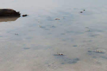 Image showing Crabs holes