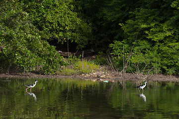 Image showing Black-necked Stilt