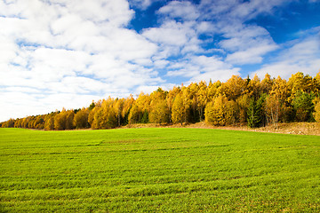 Image showing Autumn wood