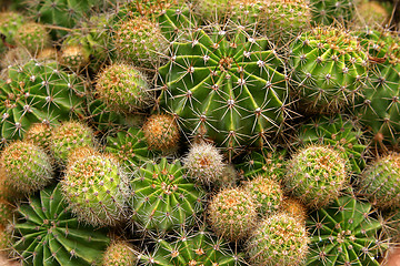 Image showing cactus 