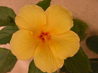 Image showing A Yellow Hibiscus