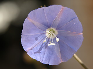 Image showing A purple flower