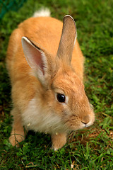 Image showing Rabbit