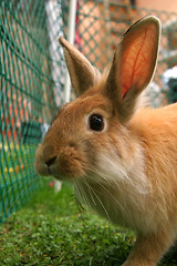 Image showing Rabbit