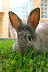 Image showing Rabbit