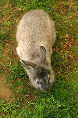 Image showing Rabbit 