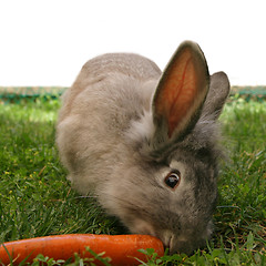 Image showing Rabbit