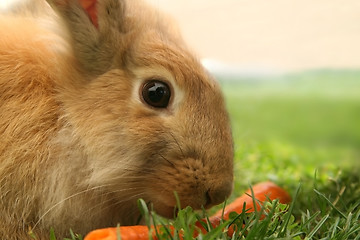 Image showing Rabbit