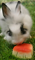 Image showing Rabbit