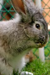 Image showing Rabbit