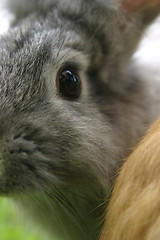 Image showing Rabbit