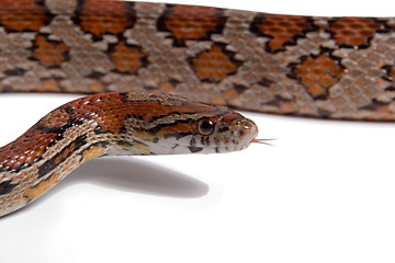 Image showing Maize snake 