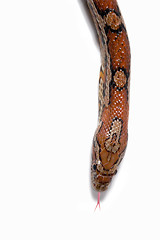 Image showing Maize snake 