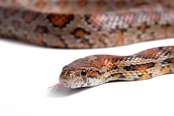 Image showing Maize snake 