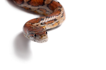 Image showing Maize snake 