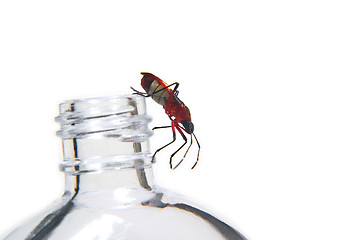 Image showing Red bug 