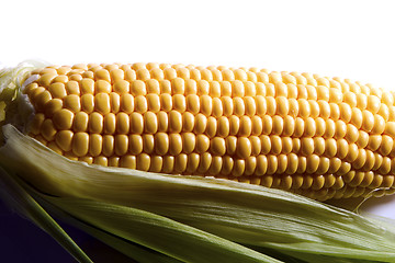 Image showing  maize cob