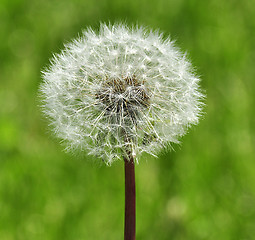 Image showing dandelion