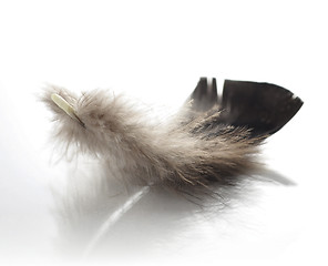 Image showing feather