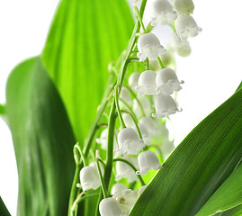 Image showing lily of the valley